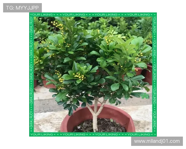 如何让米兰开花时散发迷人香气?提升香味的实用方法介绍 如何让米兰开花时散发迷人香气?提升香味的实用方法介绍