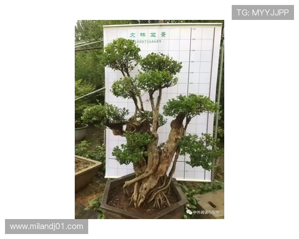 科学修剪米兰枝的方法和步骤，打造优雅园林景观的实用指南